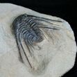 Leonaspis Trilobite With Long Occipital Spine #4242-6
